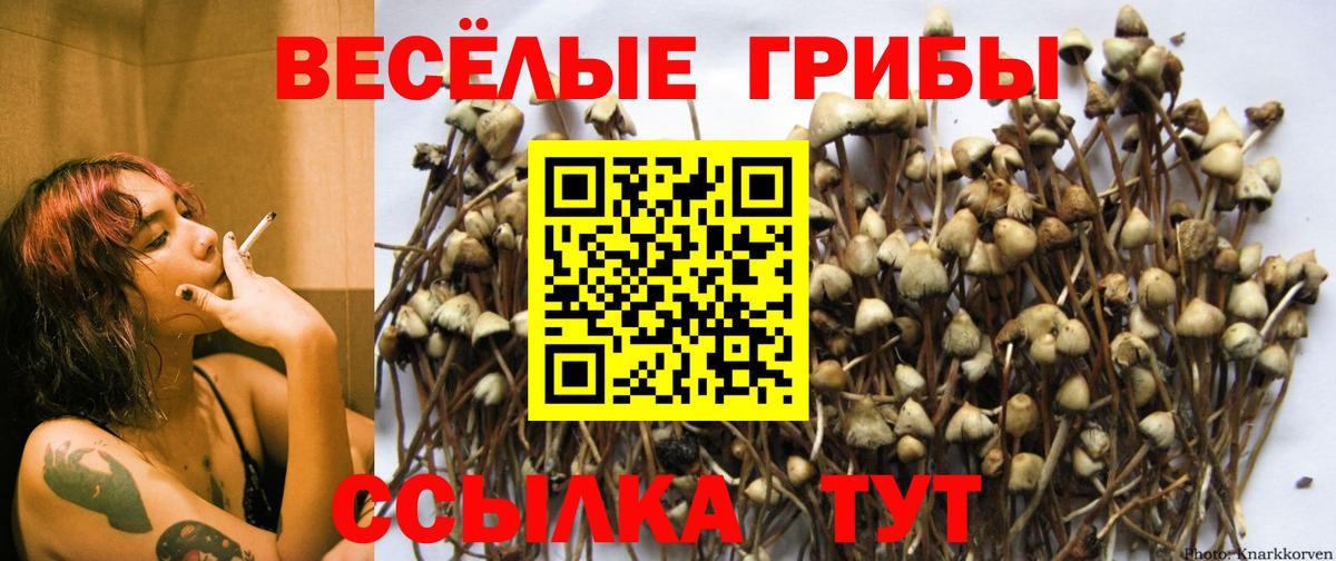 Псилоцибиновые грибы Psilocybine cubensis  Вход с VPN  Кызыл  Галлюциногенные грибы GOLDEN TEACHER 